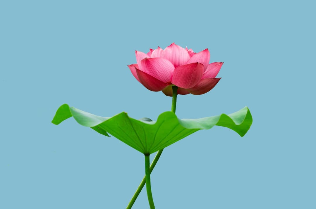 普京与特朗普新一轮会谈何时进行？俄方回应：可能是近期